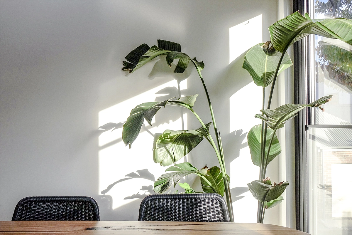 Light filters through the house plant in the dining room of architect designed renovation in Kensington.