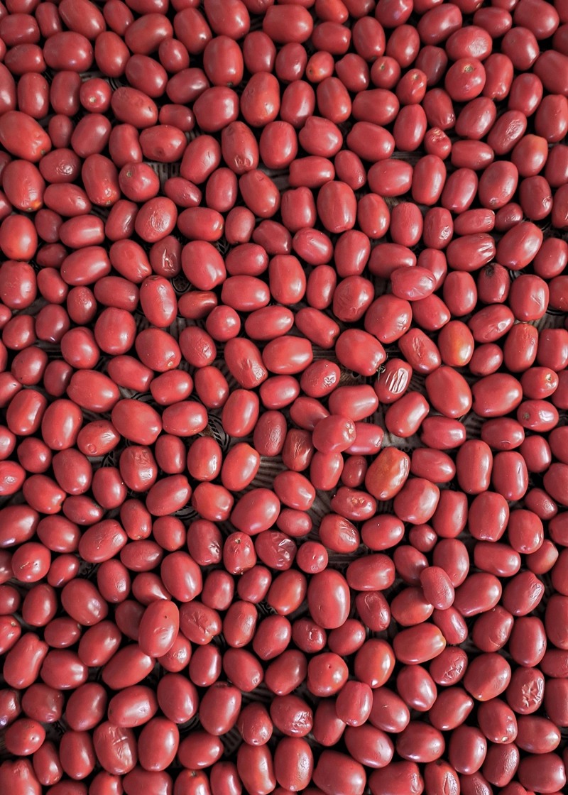 Image of tomatoes laid out ready to be made into passata.