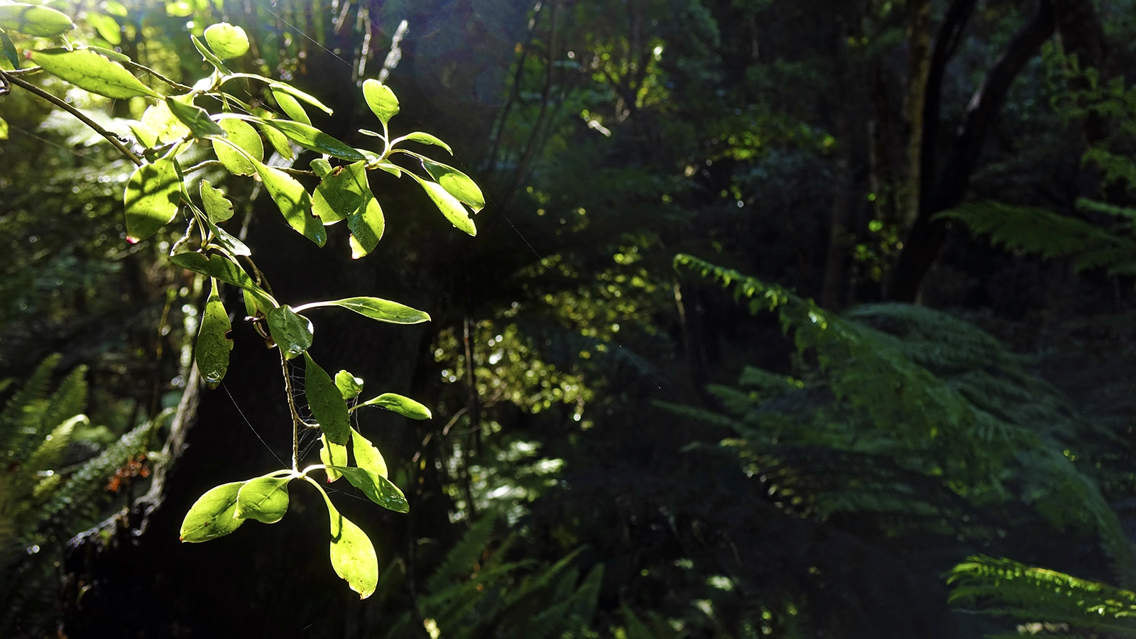 Image of green forest in Australia., light is filtering through the leaves.